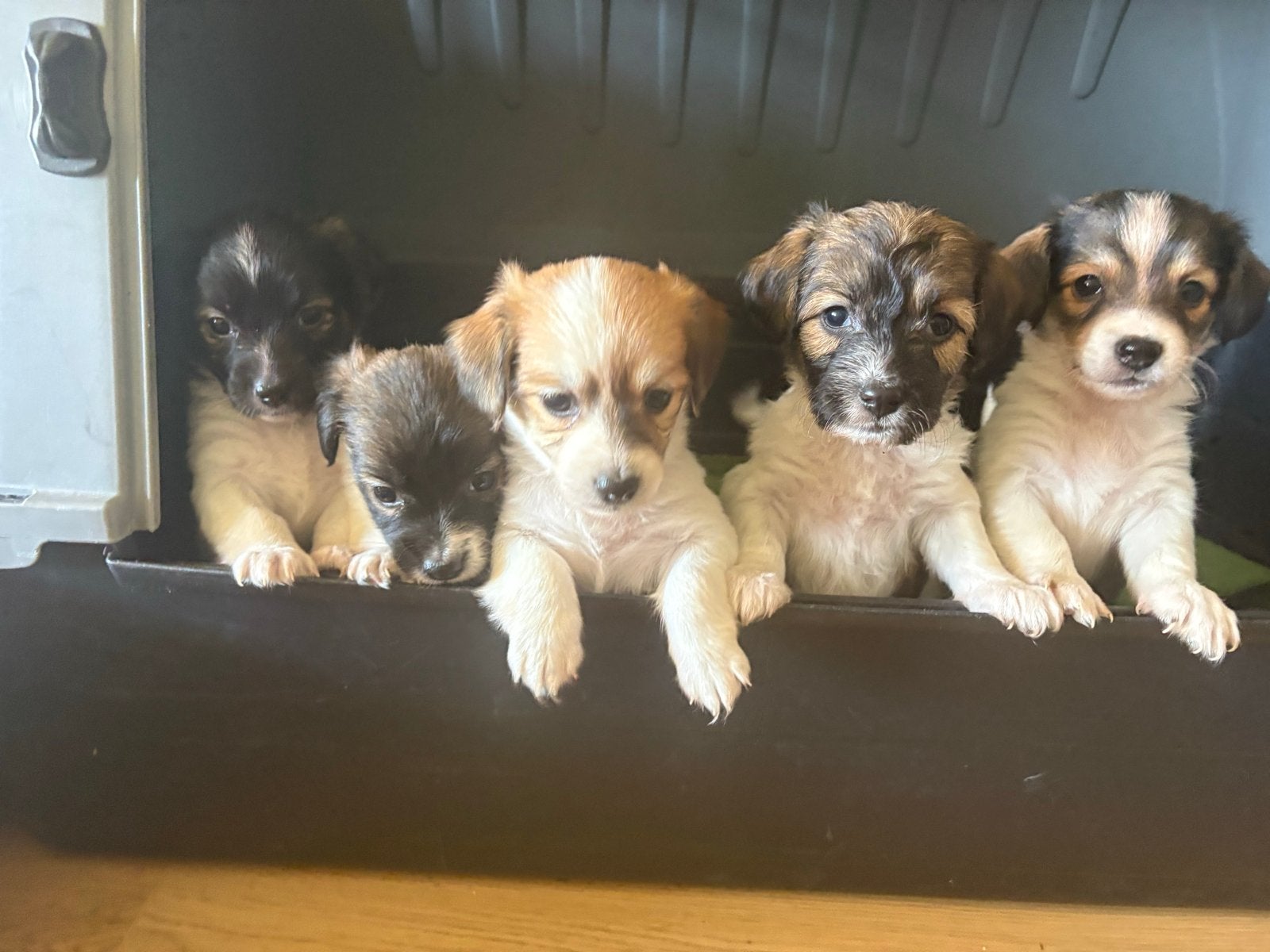 5 mooie puppy,s, Dieren en Toebehoren, Honden | Jack Russells en Terriërs, Jack Russell Terriër, 8 tot 15 weken, Parvo, Meerdere