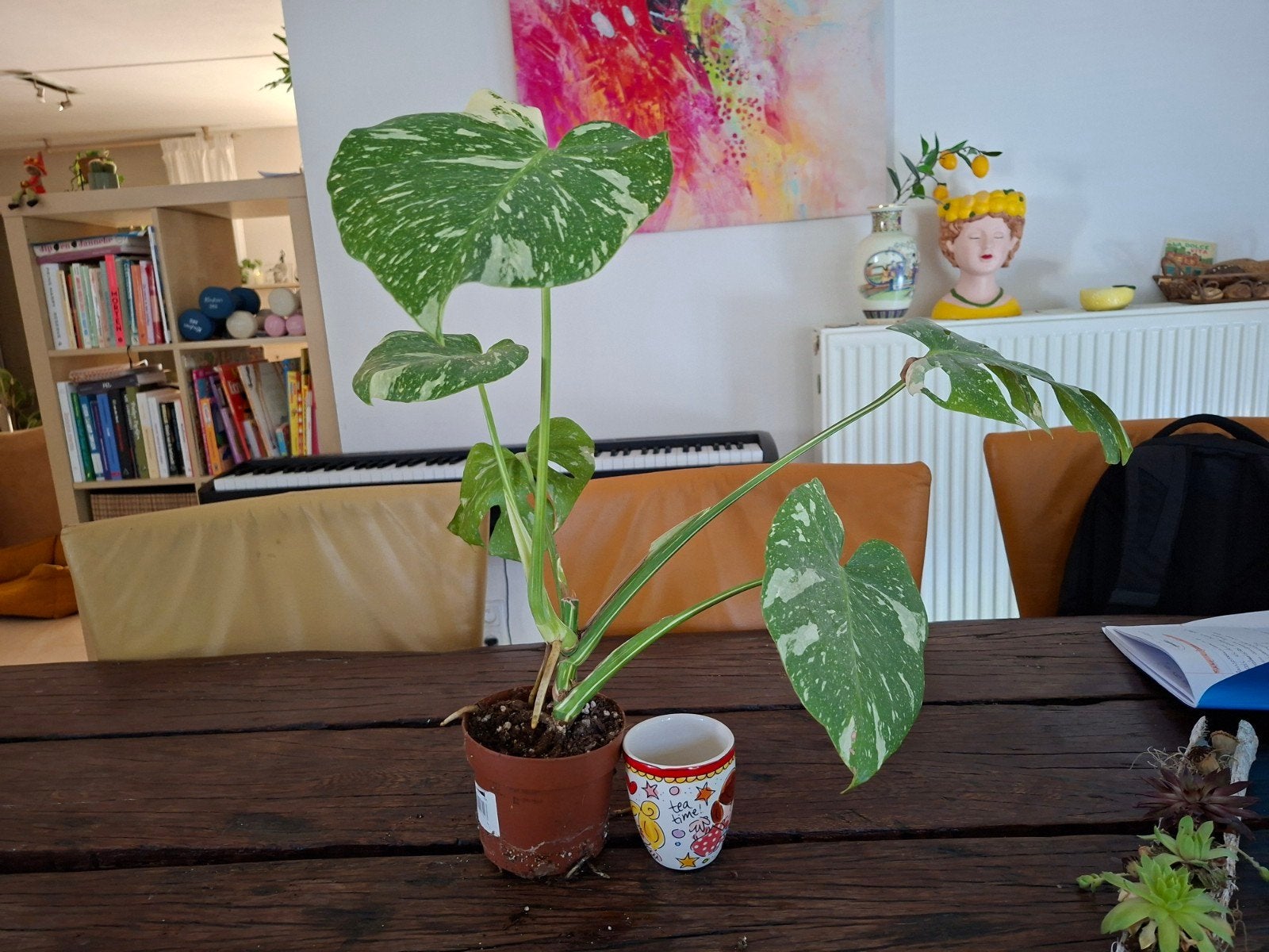 Monstera Thai Constellation - Zeldzame Kamerplant, Huis en Inrichting, Kamerplanten, Ophalen