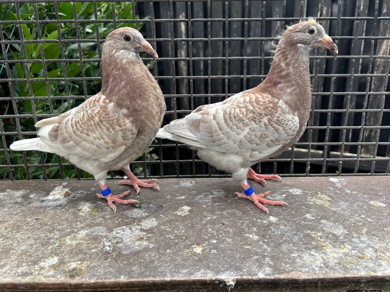 Kleurpostduiven, duiven, postduiven, Dieren en Toebehoren, Vogels | Duiven, Meerdere dieren, Postduif