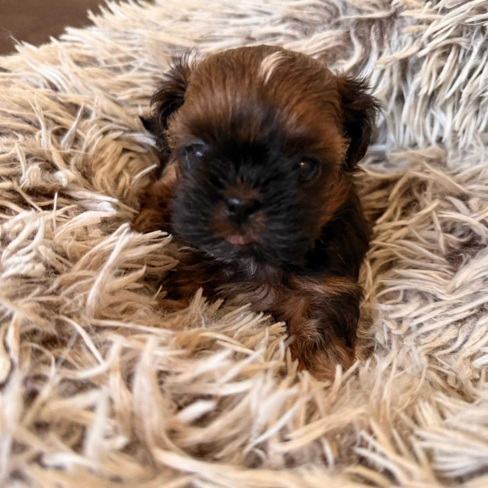 Shih Tzu pupjes, Parvo, België, Overige rassen, 8 tot 15 weken