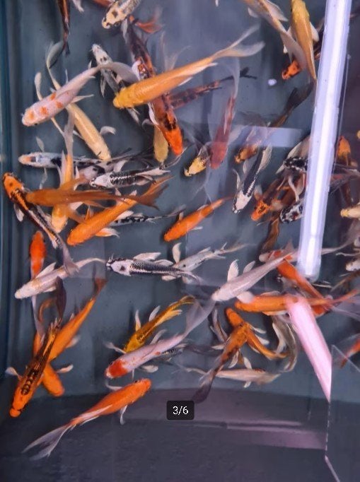 Import HQ Butterfly koi / Vlinderkoi 14 / 17 cm Koidreams, Karper of Koi