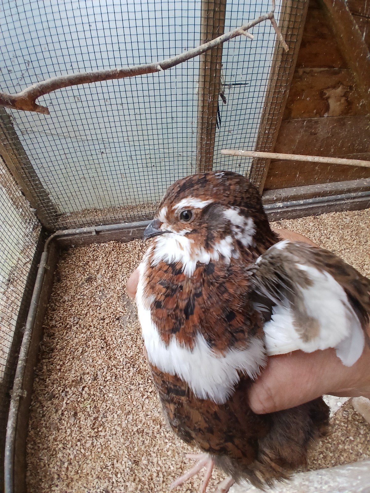 LIEVE Japanse dwerg kwartel, Dieren en Toebehoren, Geslacht onbekend, Overige soorten