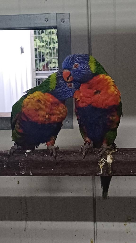 Te koop koppel lori van de blauwe bergen, Meerdere dieren, Parkiet