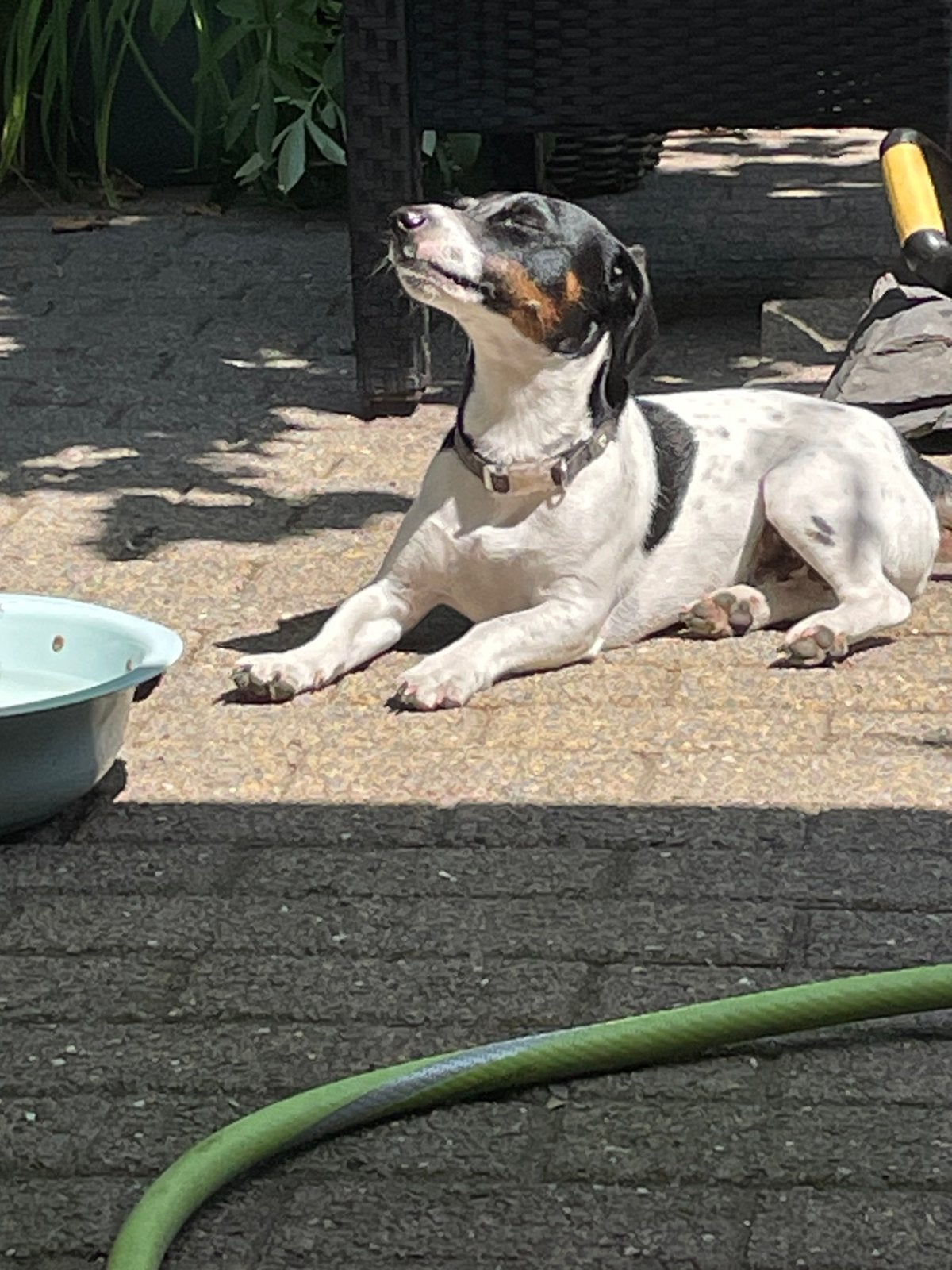 Jack Russels reutje, Dieren en Toebehoren, Honden | Jack Russells en Terriërs, Jack Russell Terriër, Reu, 1 tot 2 jaar, Eén hond