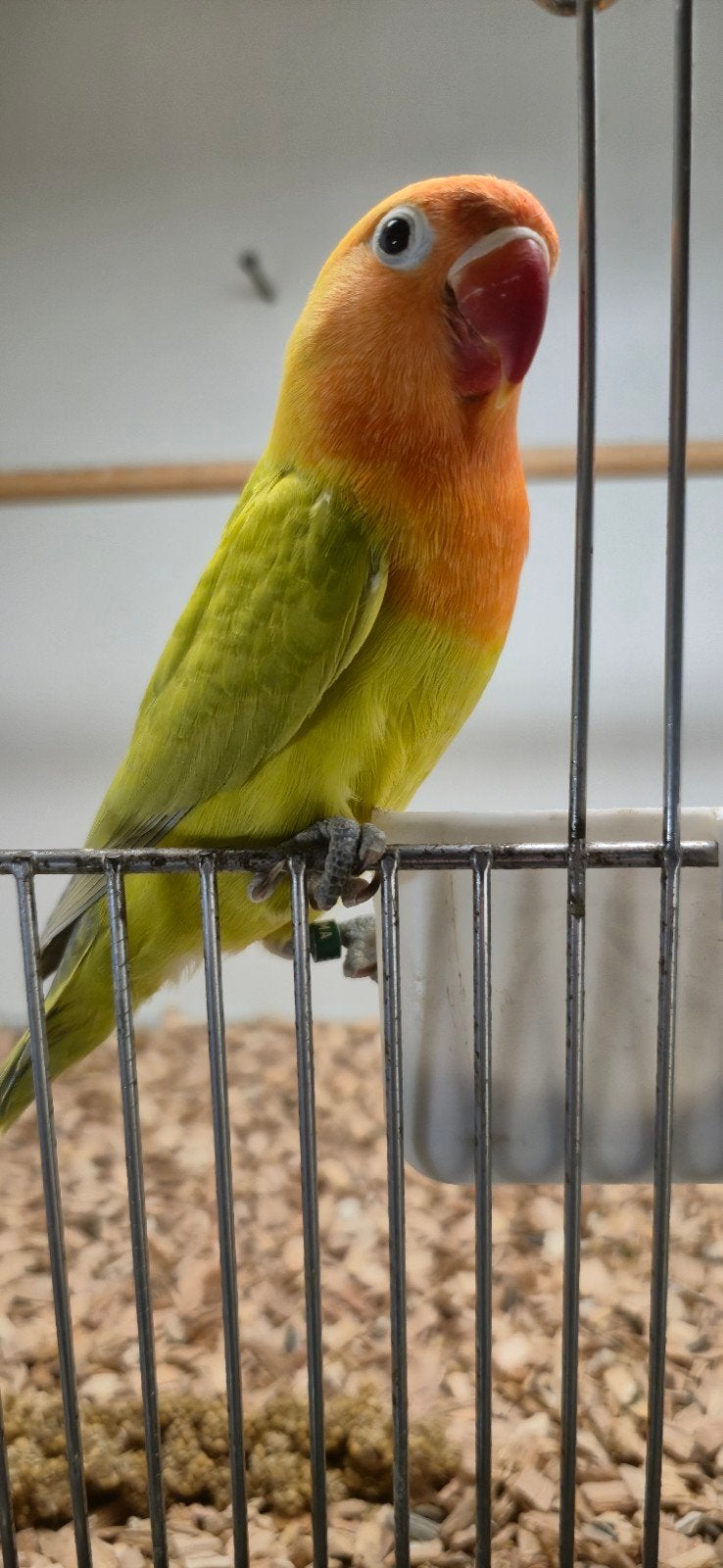 Mooie groen dilute fischeri, Geslacht onbekend, Dwergpapegaai of Agapornis, Geringd