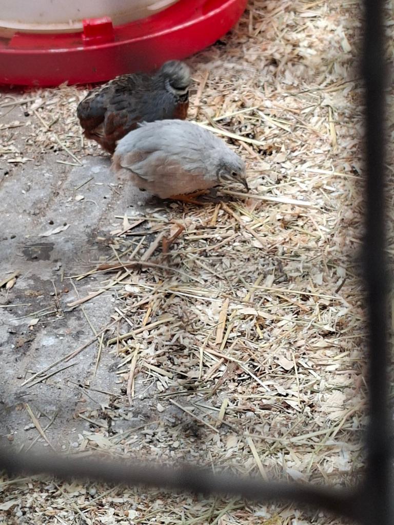 Chinese kwartels 4 stuks, Meerdere dieren, Overige soorten
