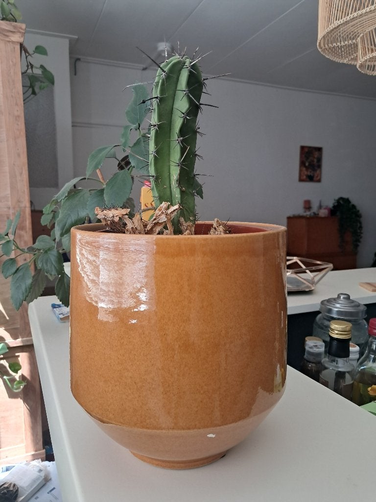 Cactus en bloempot, Ophalen, Rond, Aardewerk, Minder dan 40 cm