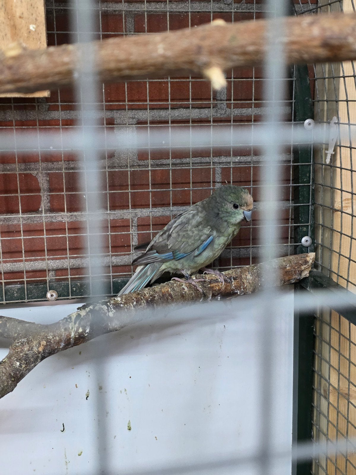 Mooie forse kakariki man 2025, Dieren en Toebehoren, Vogels | Parkieten en Papegaaien, Mannelijk, Parkiet
