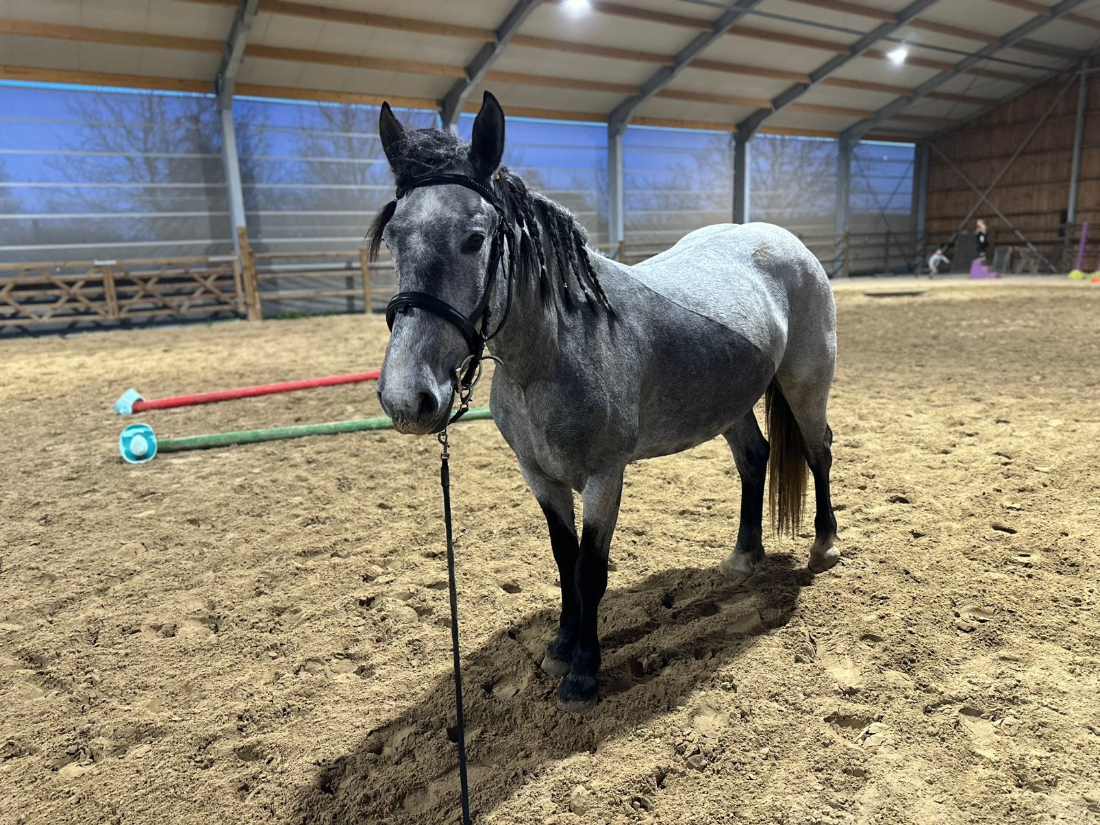4 jarige merrie te koop/ paard te koop. Pony te koop, Merrie