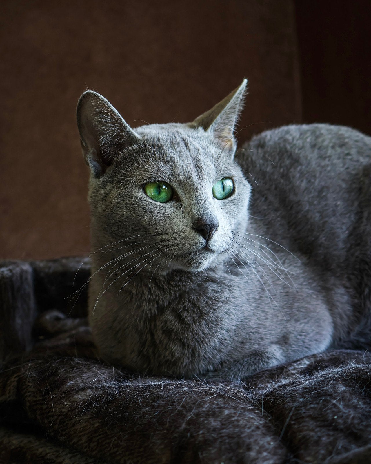 Blauwe Rus Dekkater (NIET TE KOOP!!), Dieren en Toebehoren, Katten en Kittens | Dekkaters, 3 tot 5 jaar
