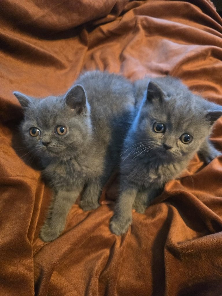 Britse korthaar kittens !!!400 nog een poesje, Meerdere dieren, Ontwormd