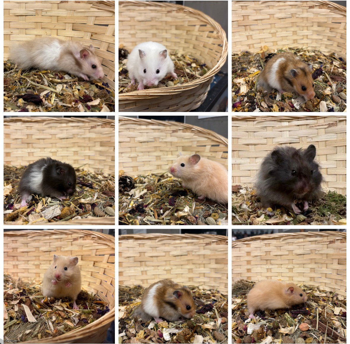 TAMME GOUDHAMSTERS ( man) van fokker, tam,direct beschikbaar, Dieren en Toebehoren, Knaagdieren, Hamster, Mannelijk, Juli, Tam