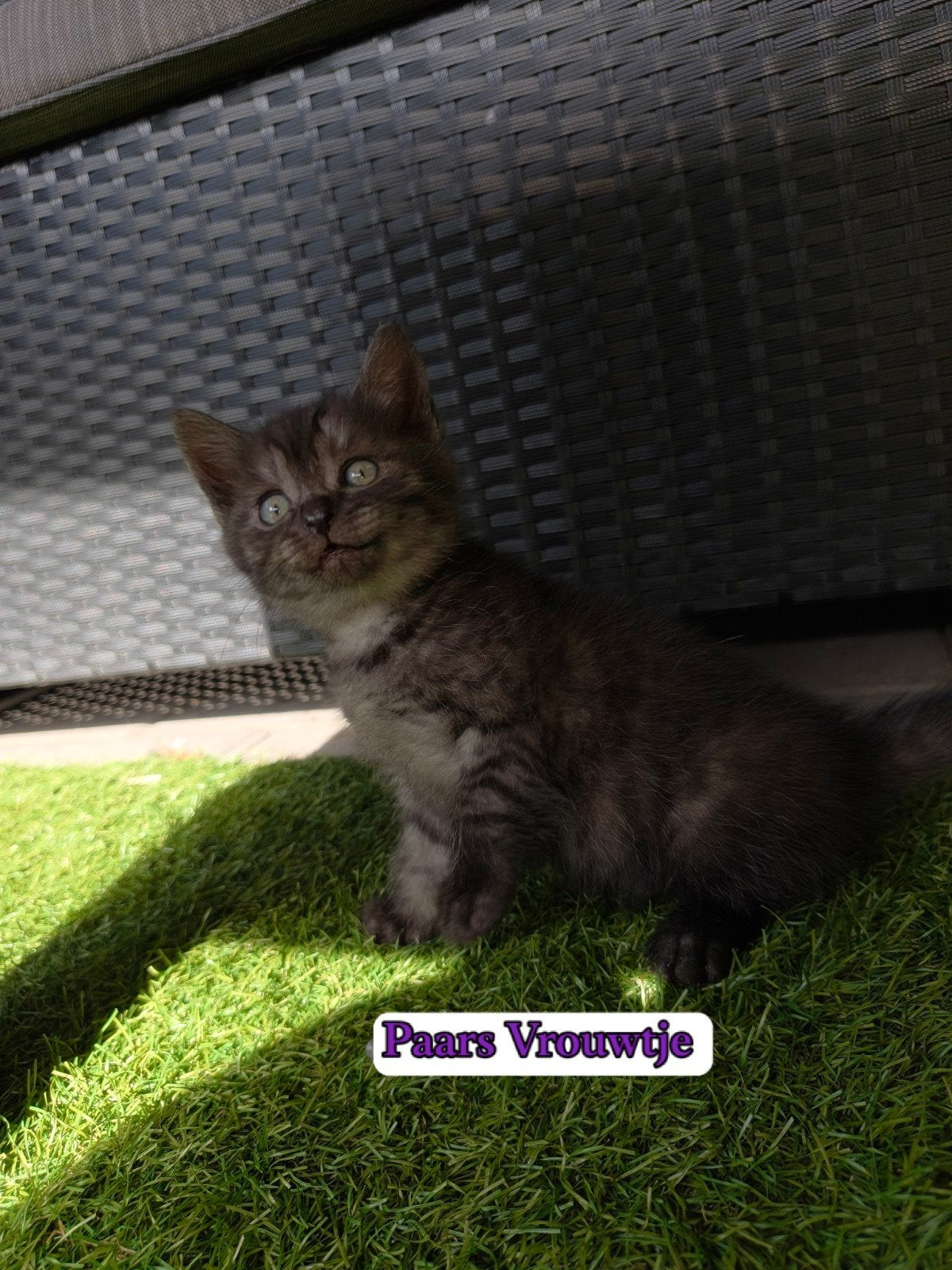 Britse korthaar x Europese korthaar kittens, Meerdere dieren, Kortharig, 0 tot 2 jaar