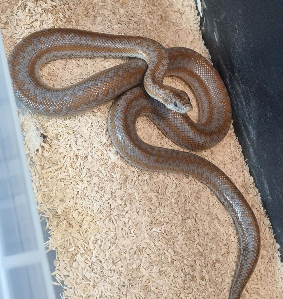 1.1 Lichanura trivirgata het limburg albino rosy boa, Dieren en Toebehoren, Reptielen en Amfibieën, Slang