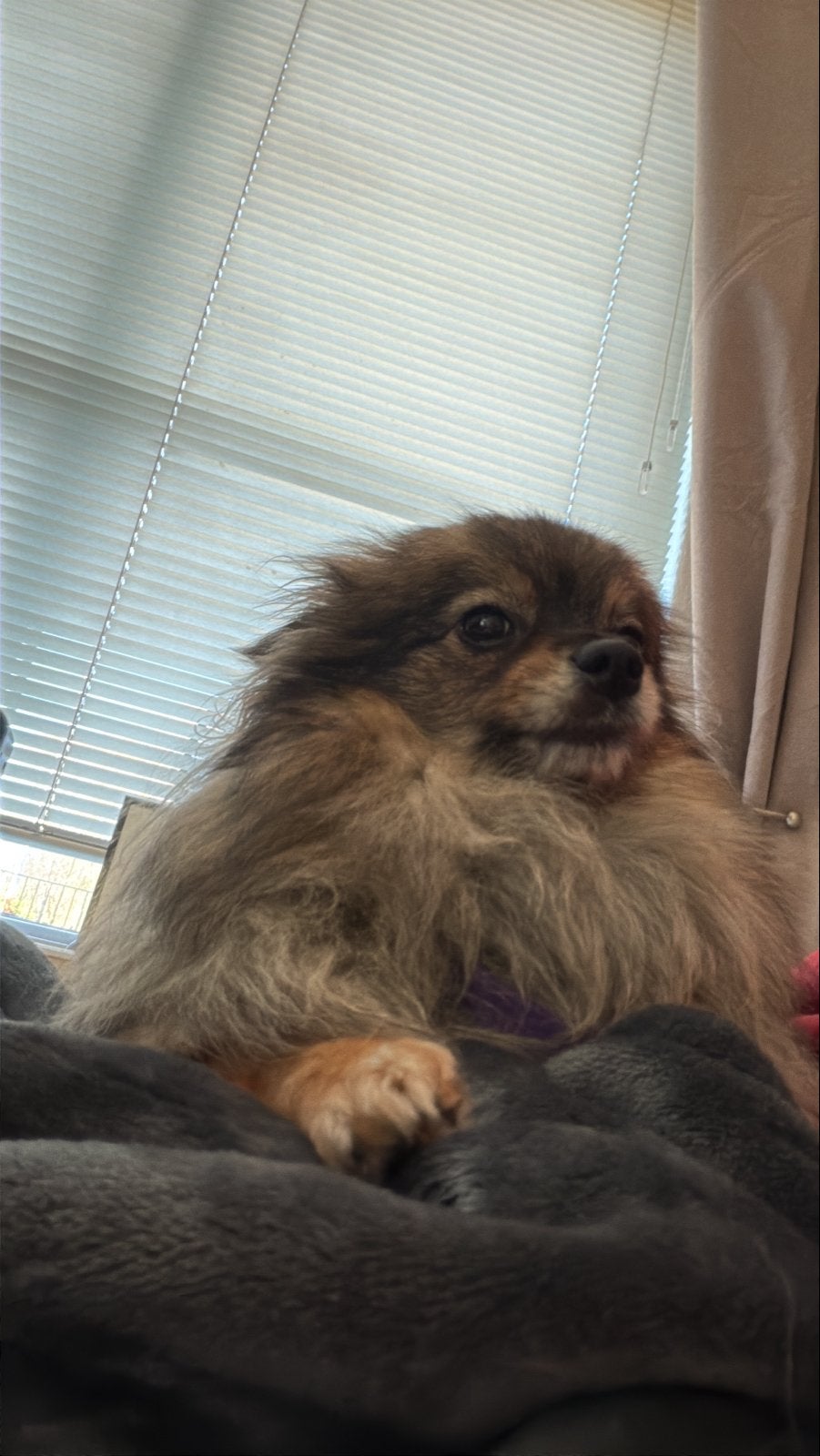 Pomeriaan, Dieren en Toebehoren, Honden | Niet-rashonden, 1 tot 2 jaar, Teef, Parvo, Eén hond