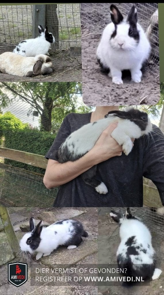 Vermist konijn (vinders beloning!), Dieren en Toebehoren, Konijn of Knaagdier