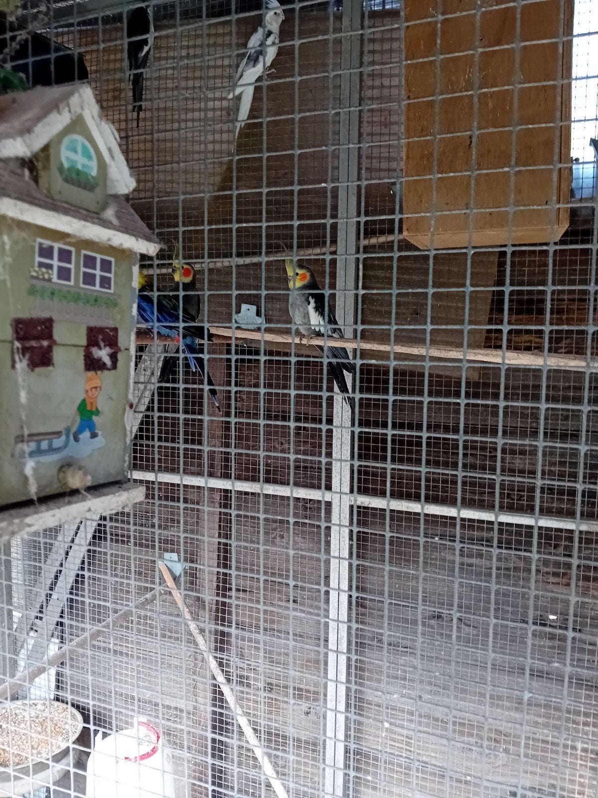 Tekoop valkparkiet man wilt kleur, Mannelijk, Parkiet