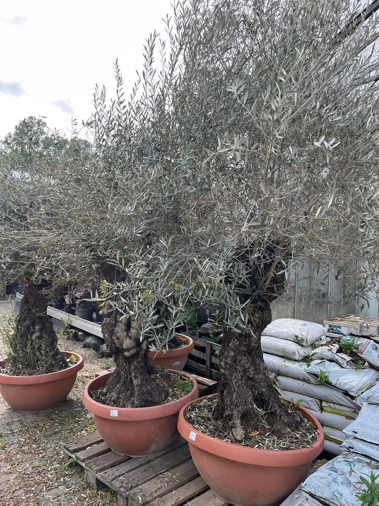 Olea Europea - Prachtige Olijfboom in pot, Ophalen of Verzenden, Lente, 100 tot 250 cm, Olijfboom