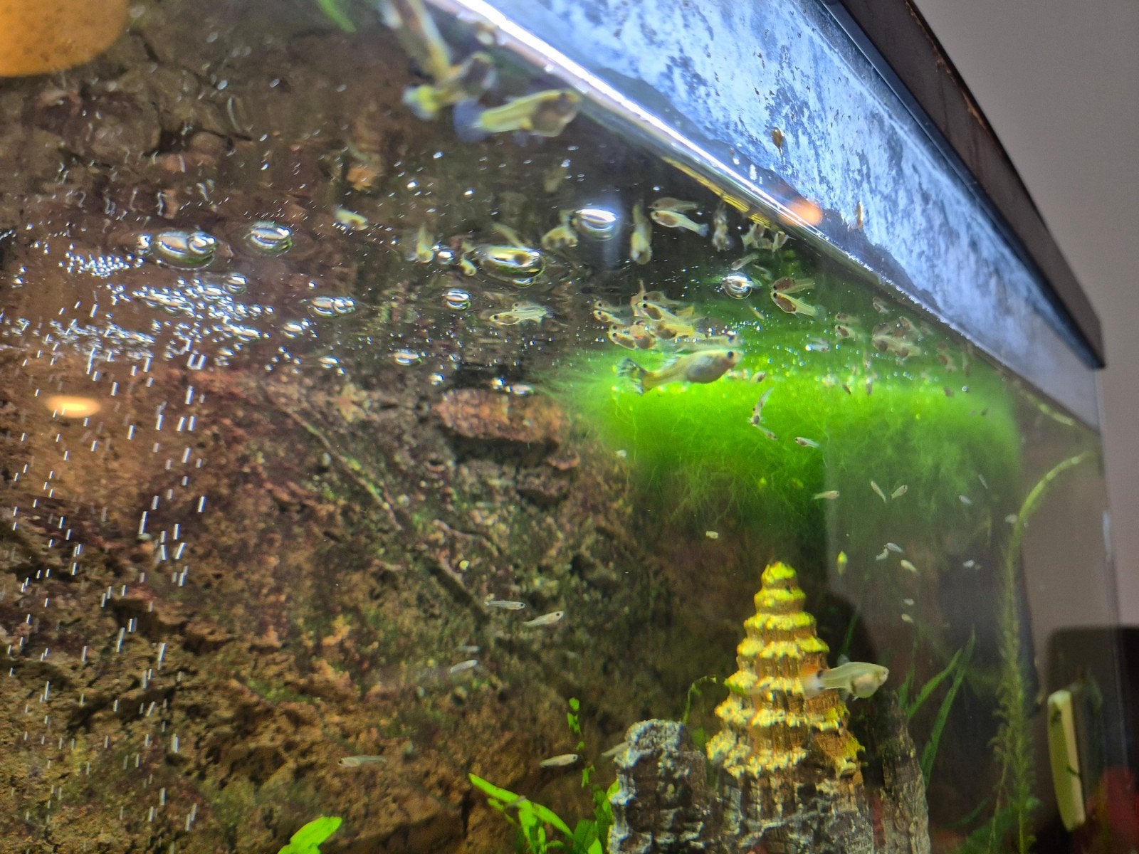 guppy s vissen, Vis