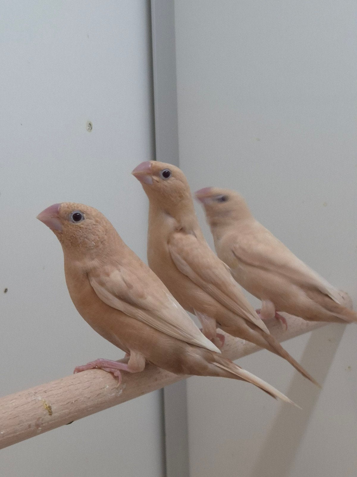 Zilverbekjes agaat, Dieren en Toebehoren, Geslacht onbekend, Tropenvogel, Geringd