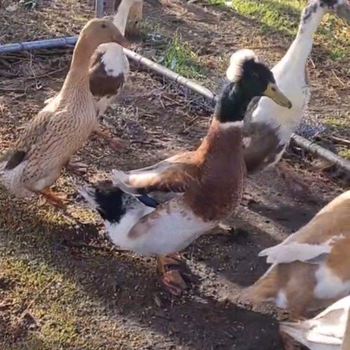 Kuifeend woerd, Dieren en Toebehoren, Mannelijk, Eend