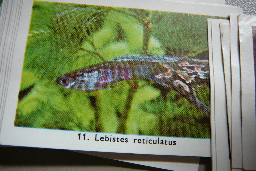 Verzamelen losse  RIZLA plaatjes  "Zo leer je vogels/vissen, Boeken, Prentenboeken en Plaatjesalbums, Gelezen, Plaatjesalbum, Ophalen of Verzenden