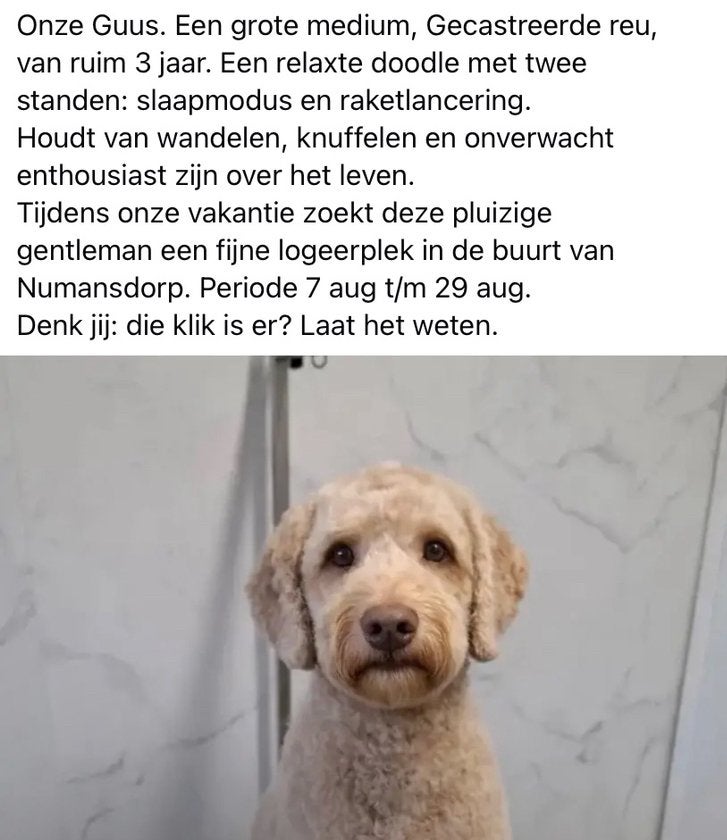 Opvang labradoodle gevraagd, Pension of Dagopvang