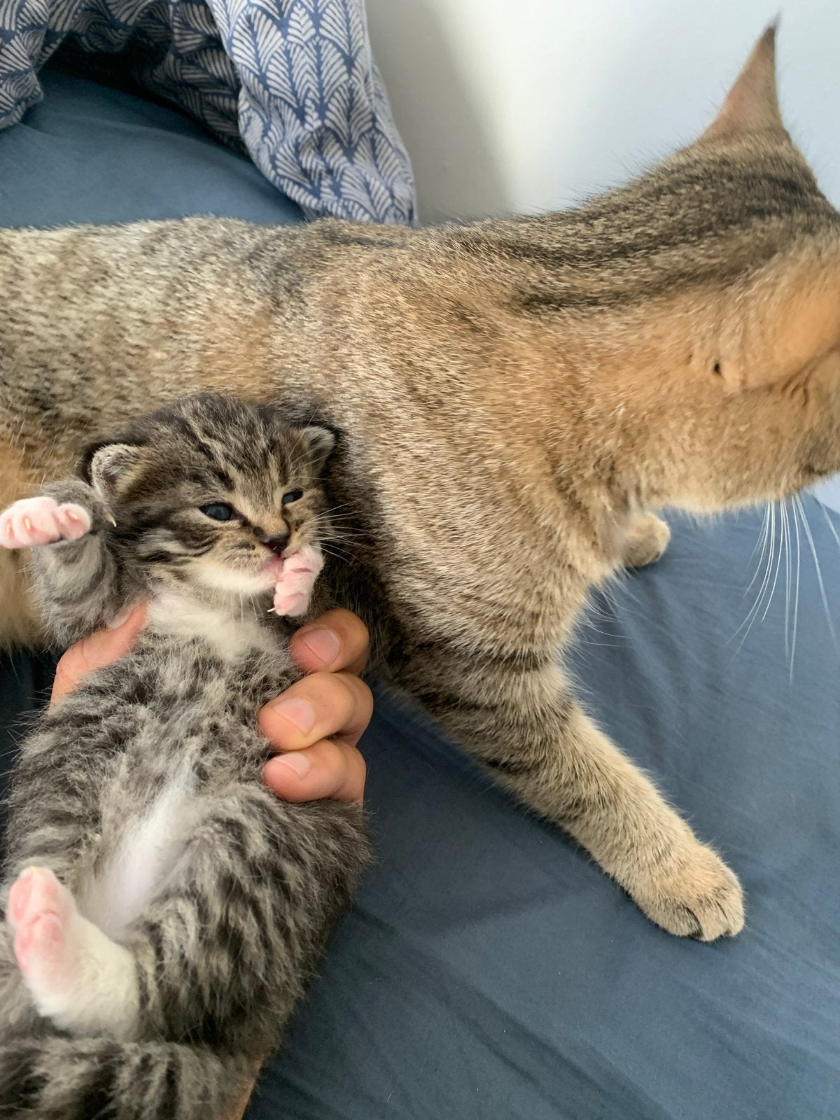 Prachtige grijze langhaar kater + moeder met kitten, Dieren en Toebehoren, Kater