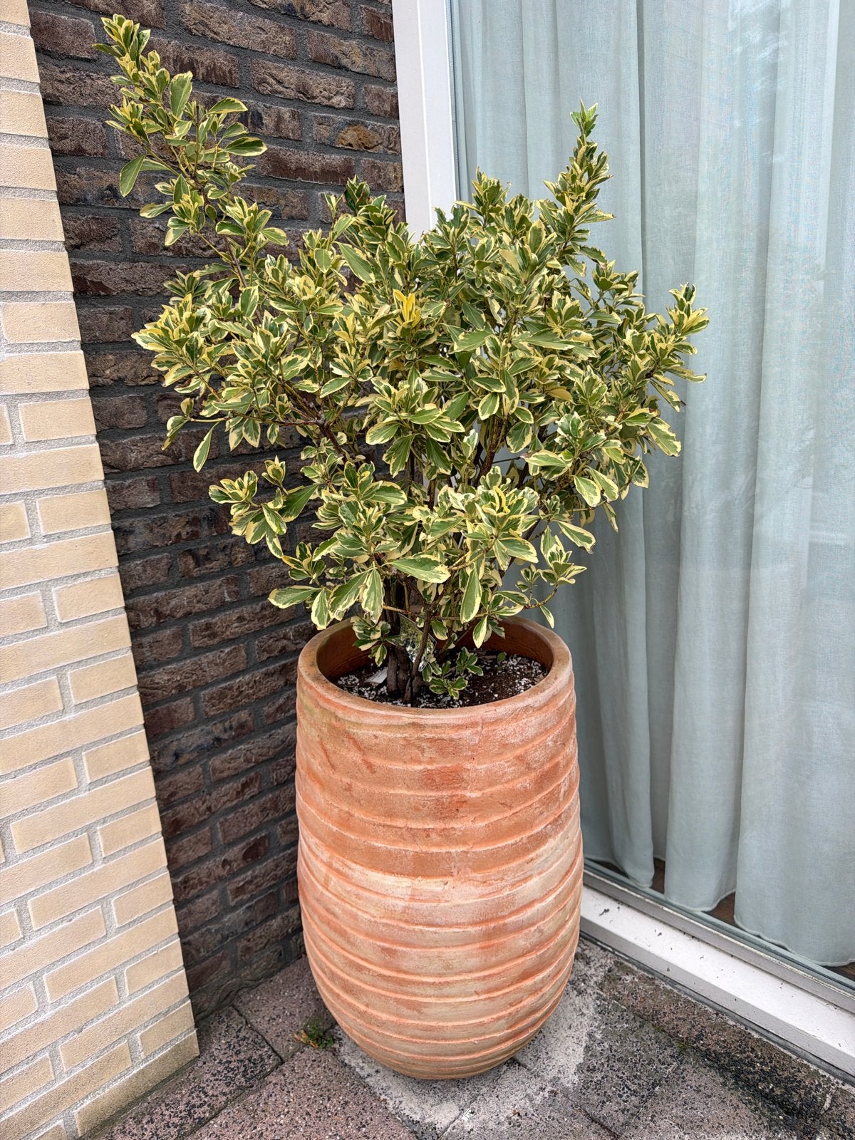 Grote terracotta pot met plant, Ophalen