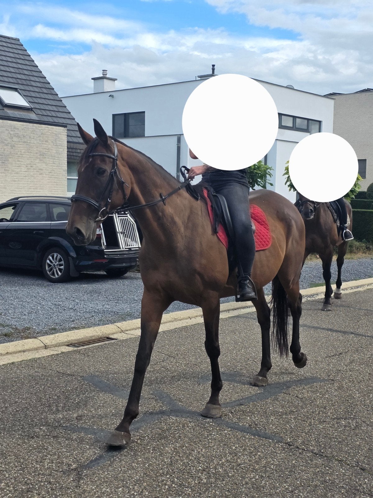 Super lief familie paard, Dieren en Toebehoren, Pony's, Merrie