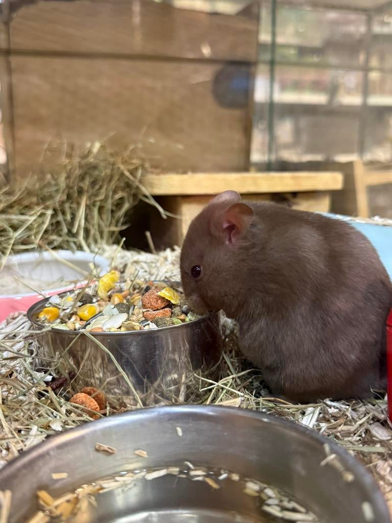Hamsters, Hamster, Januari, Meerdere dieren, Tam