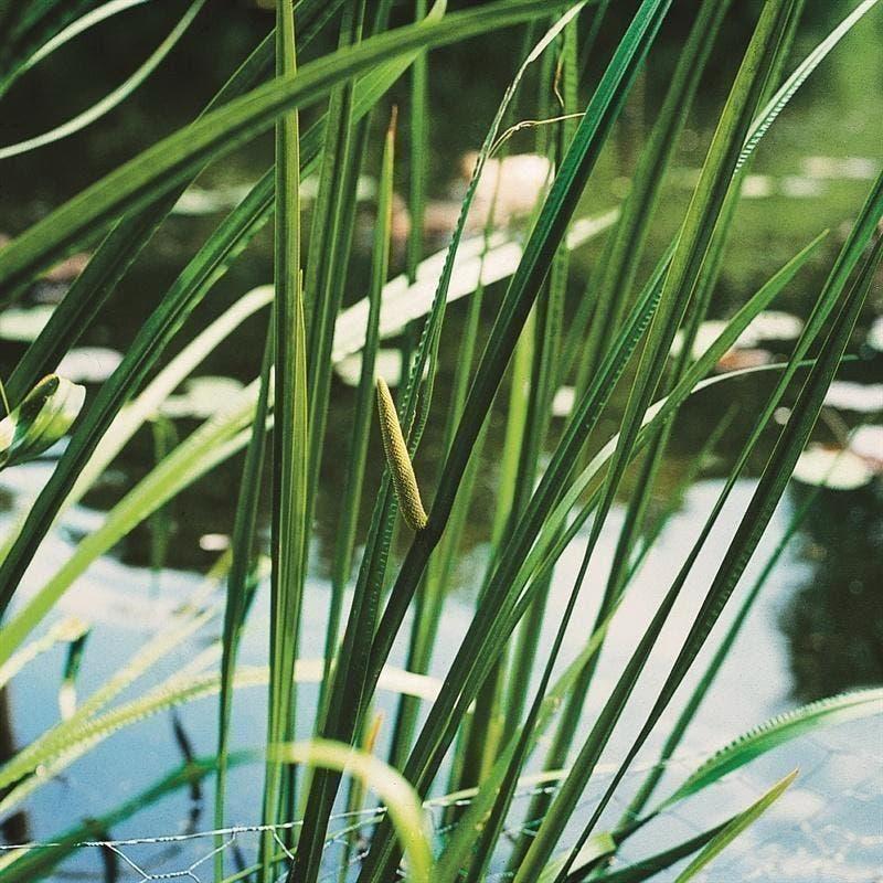 VIJVERPLANTEN, zuurstofplanten, bloeiende oeverplanten, Ophalen, Volle zon, Vaste plant, Zomer