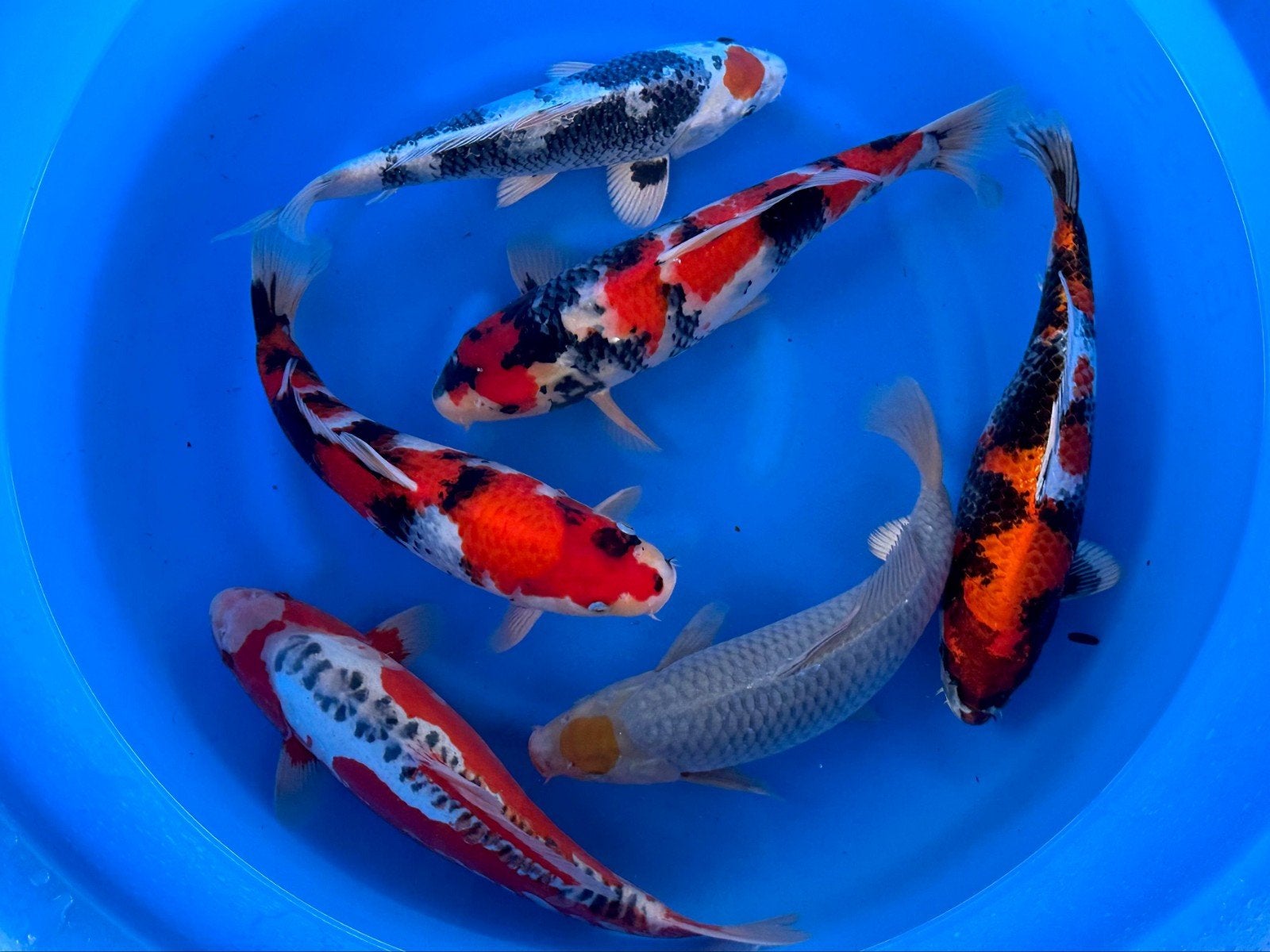 vhq nisai selectie van Takatatsu, Dieren en Toebehoren, Karper of Koi