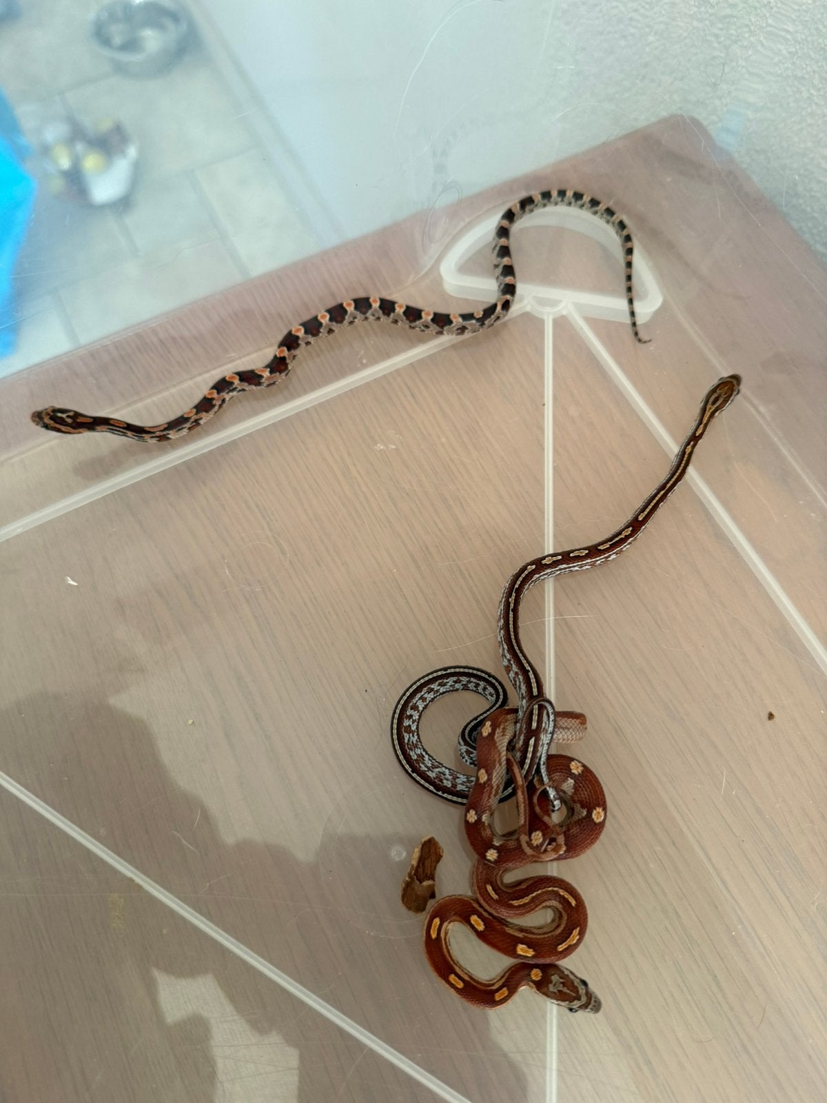 Baby rattenslang Rat Snake photo 4