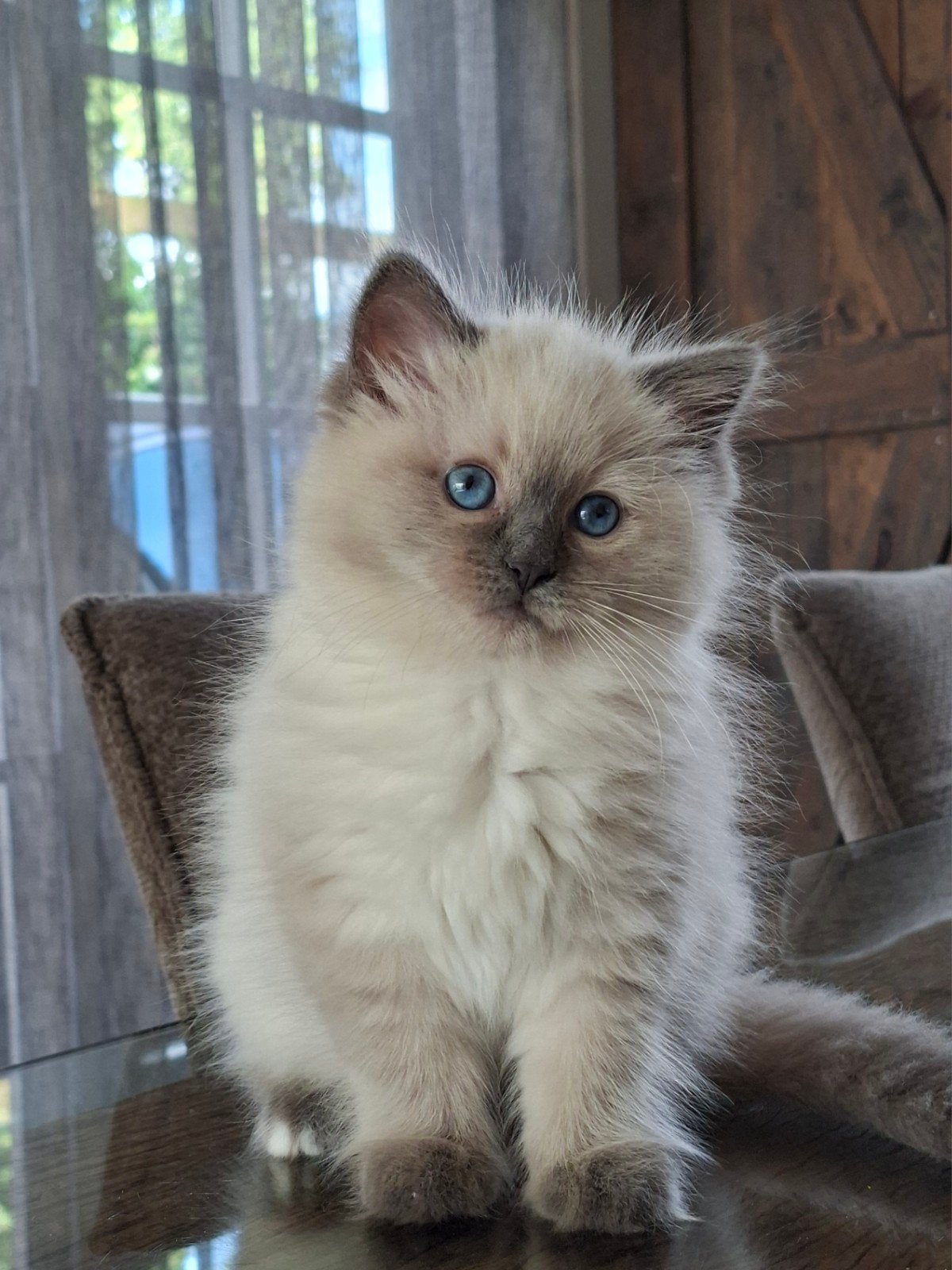 blue point ragdoll kitten met stamboom, Meerdere dieren, Met stamboom, 0 tot 2 jaar
