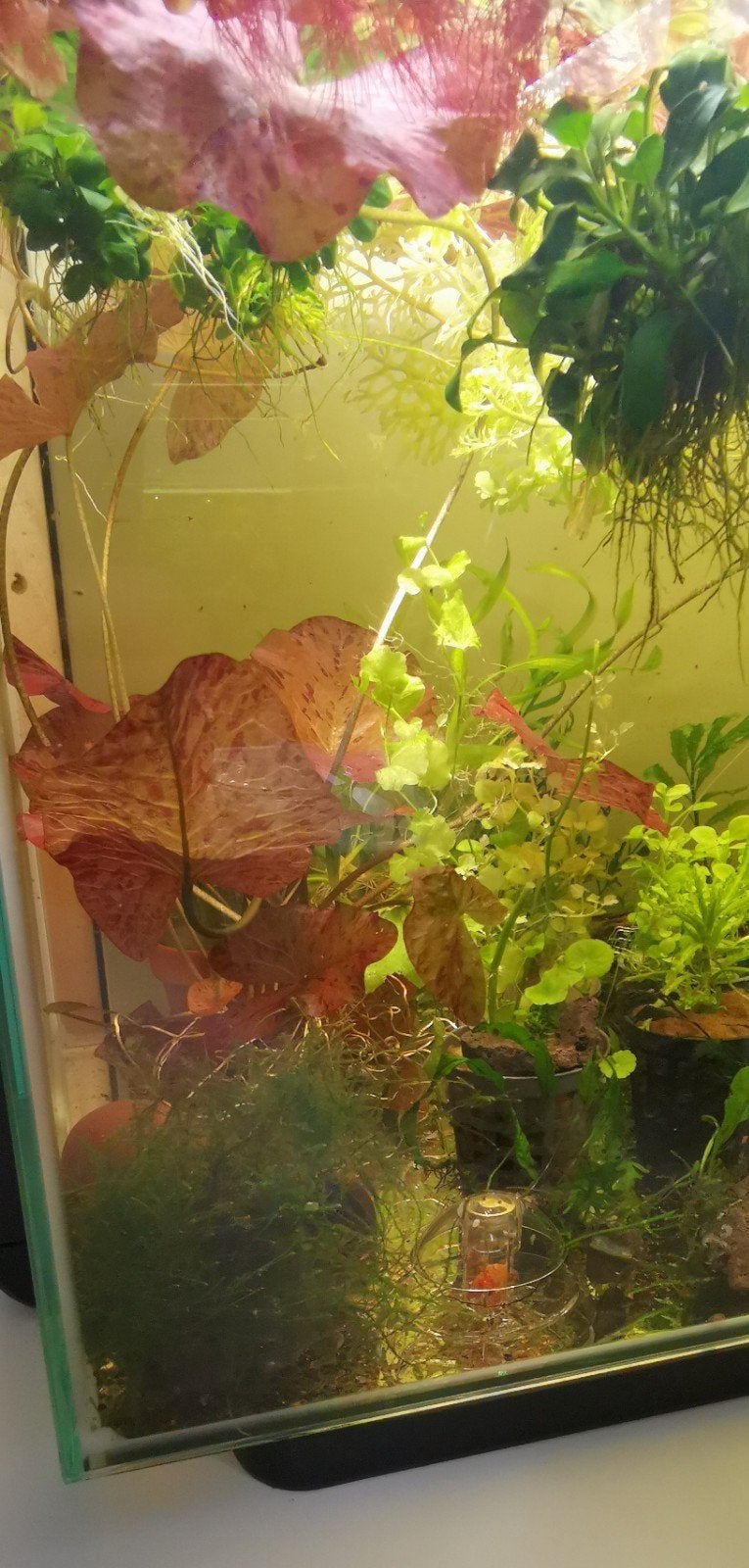 Nymphaea Zenkeri - Rode Tijgerlotus aquarium planten, Ophalen, Nieuw, Plant(en), Steen of Hout