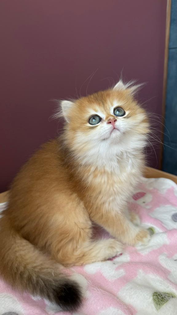Britse Gouden Langhaar / British Golden Longhair kittens, Meerdere dieren, Met stamboom, 0 tot 2 jaar
