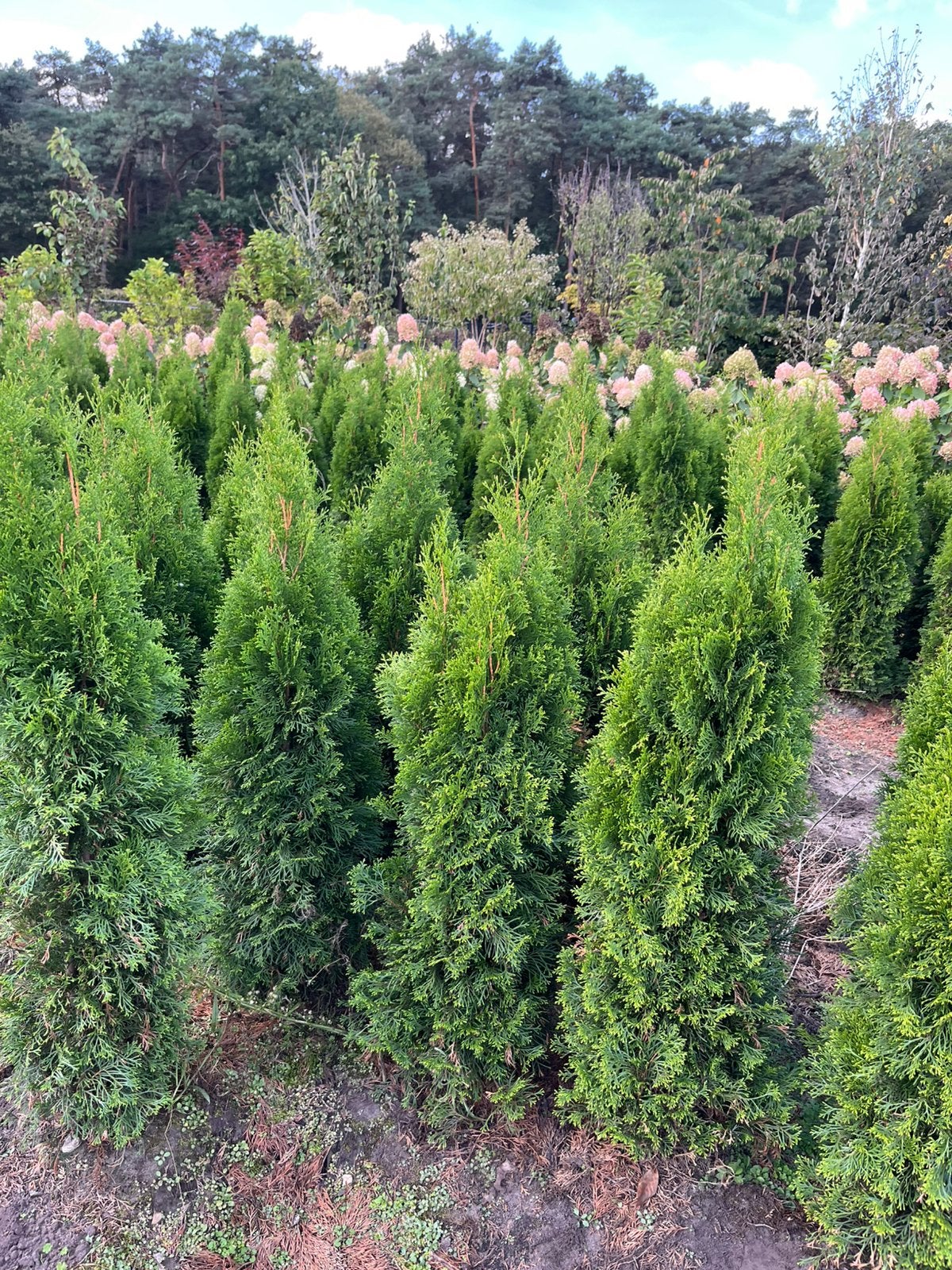 THUJA SMARAGD – SCHERPE PRIJZEN!, Tuin en Terras, Ophalen, Conifeer, 100 tot 250 cm