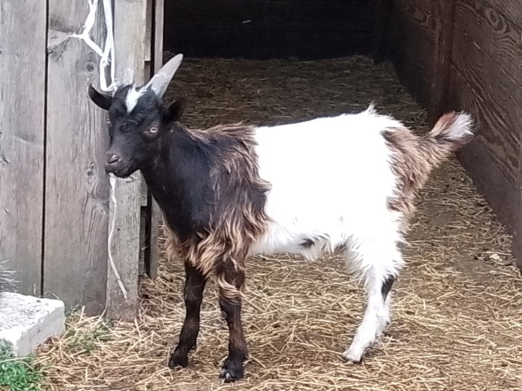 Landgeit bokje, Dieren en Toebehoren, Schapen, Geiten en Varkens, Mannelijk, Geit, 0 tot 2 jaar