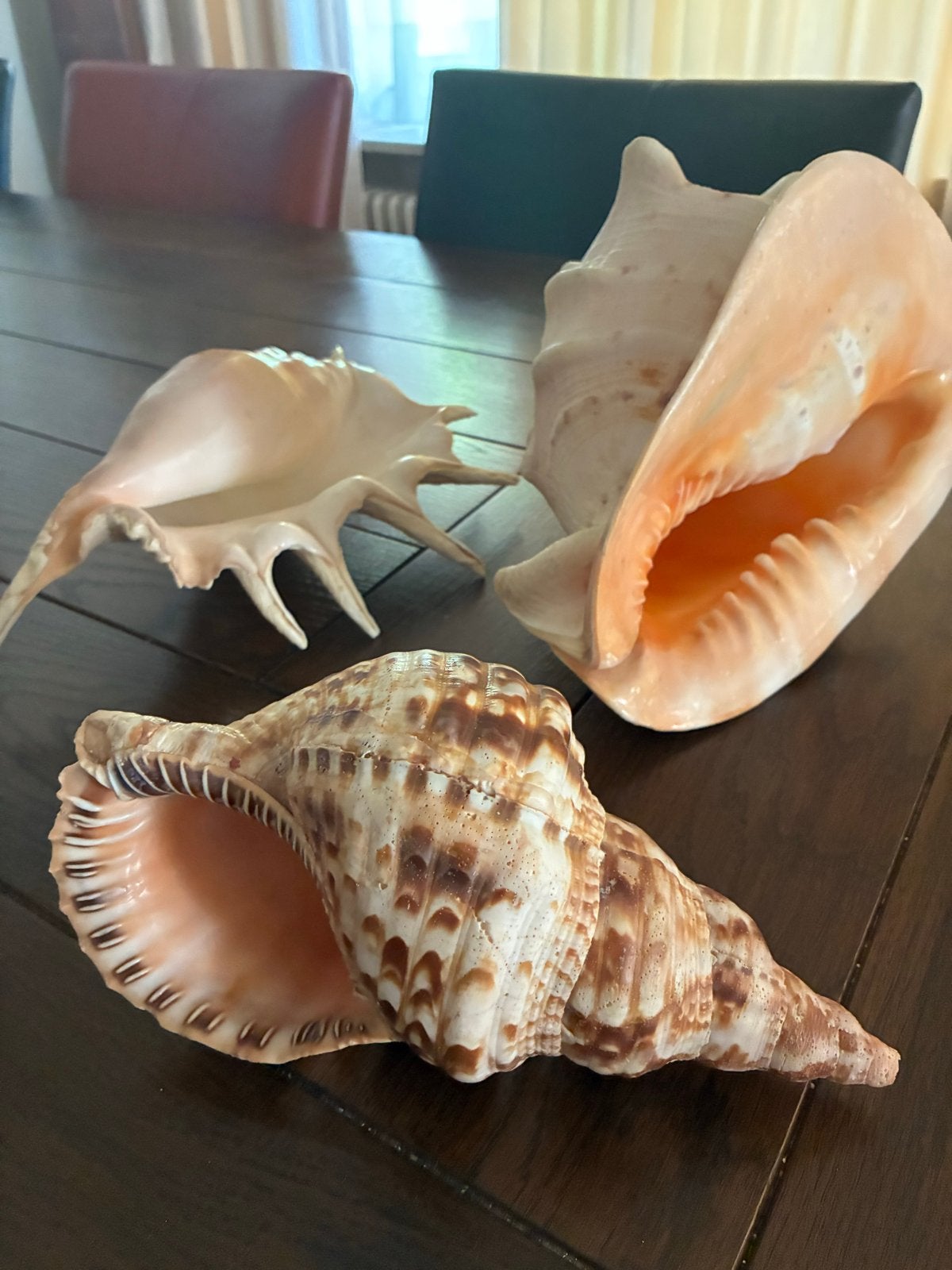 Set van 3 grote decoratieve schelpen, Ophalen of Verzenden, Nieuw