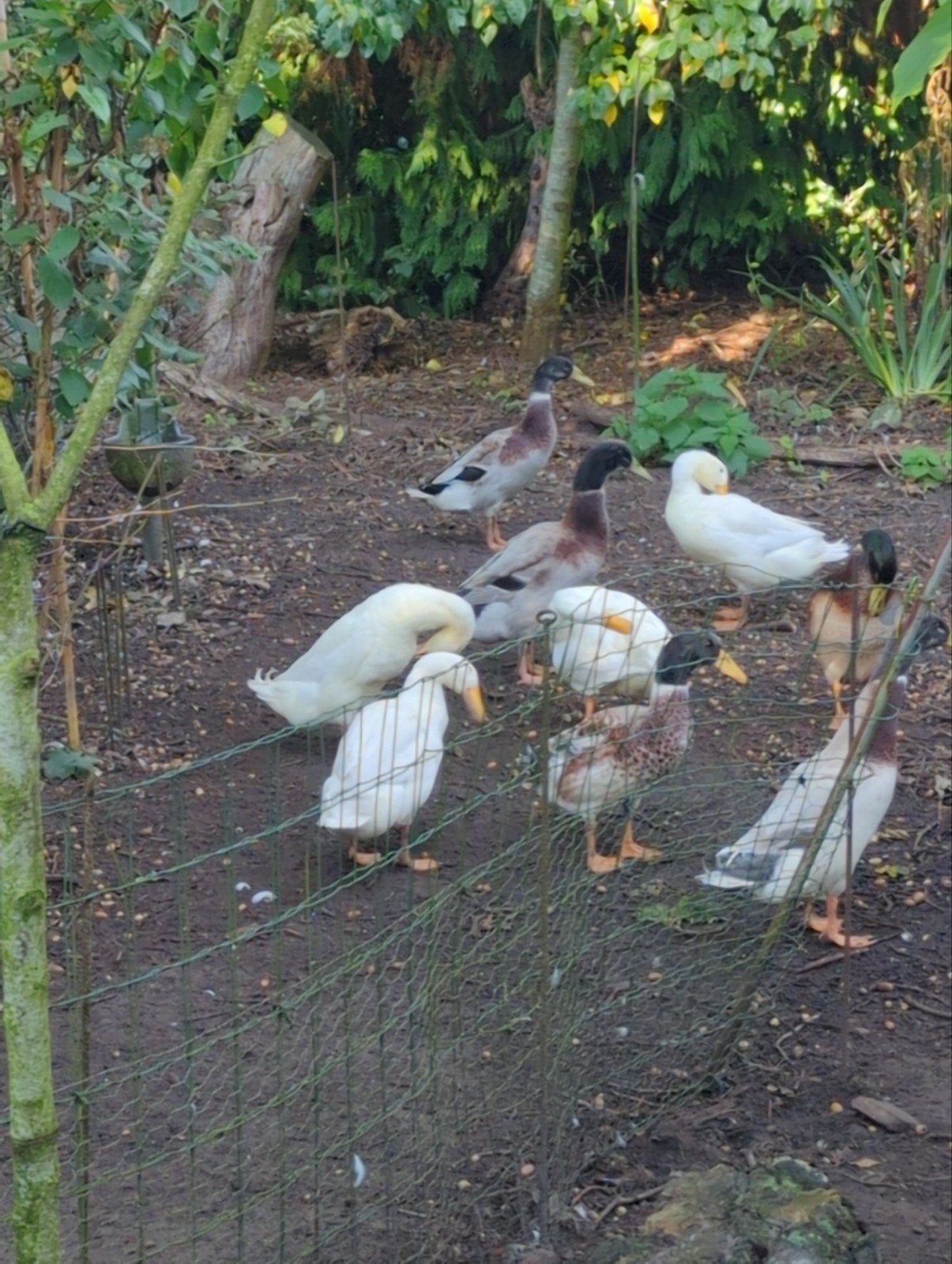 loopeenden mannetjes van dit jaar, Mannelijk, Eend