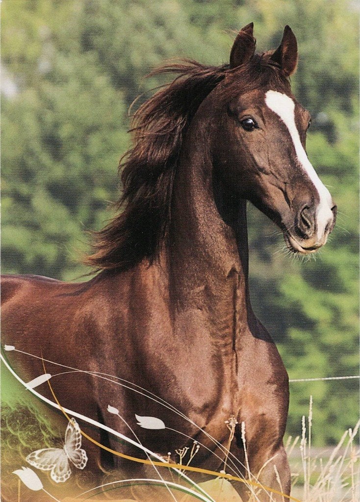 Mooi bruin paard is attent 550, Verzamelen, Ophalen of Verzenden, 1980 tot heden, Ongelopen, Paard