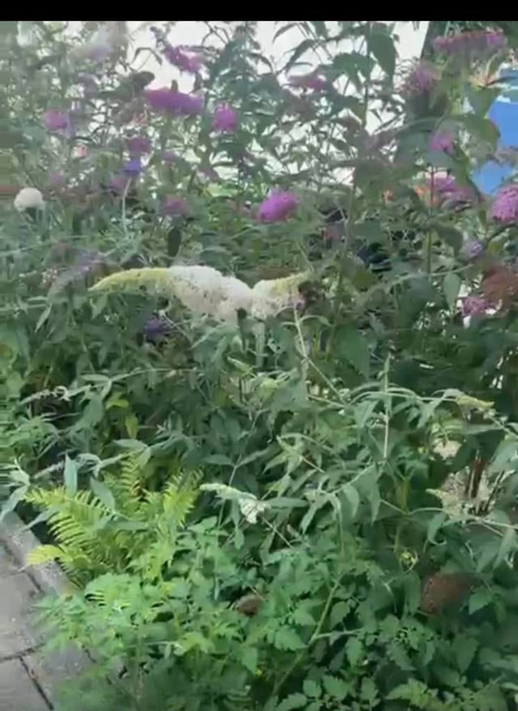 Vlinder stuik  greote vast planten, Ophalen of Verzenden, Overige soorten, Struik, 100 tot 250 cm