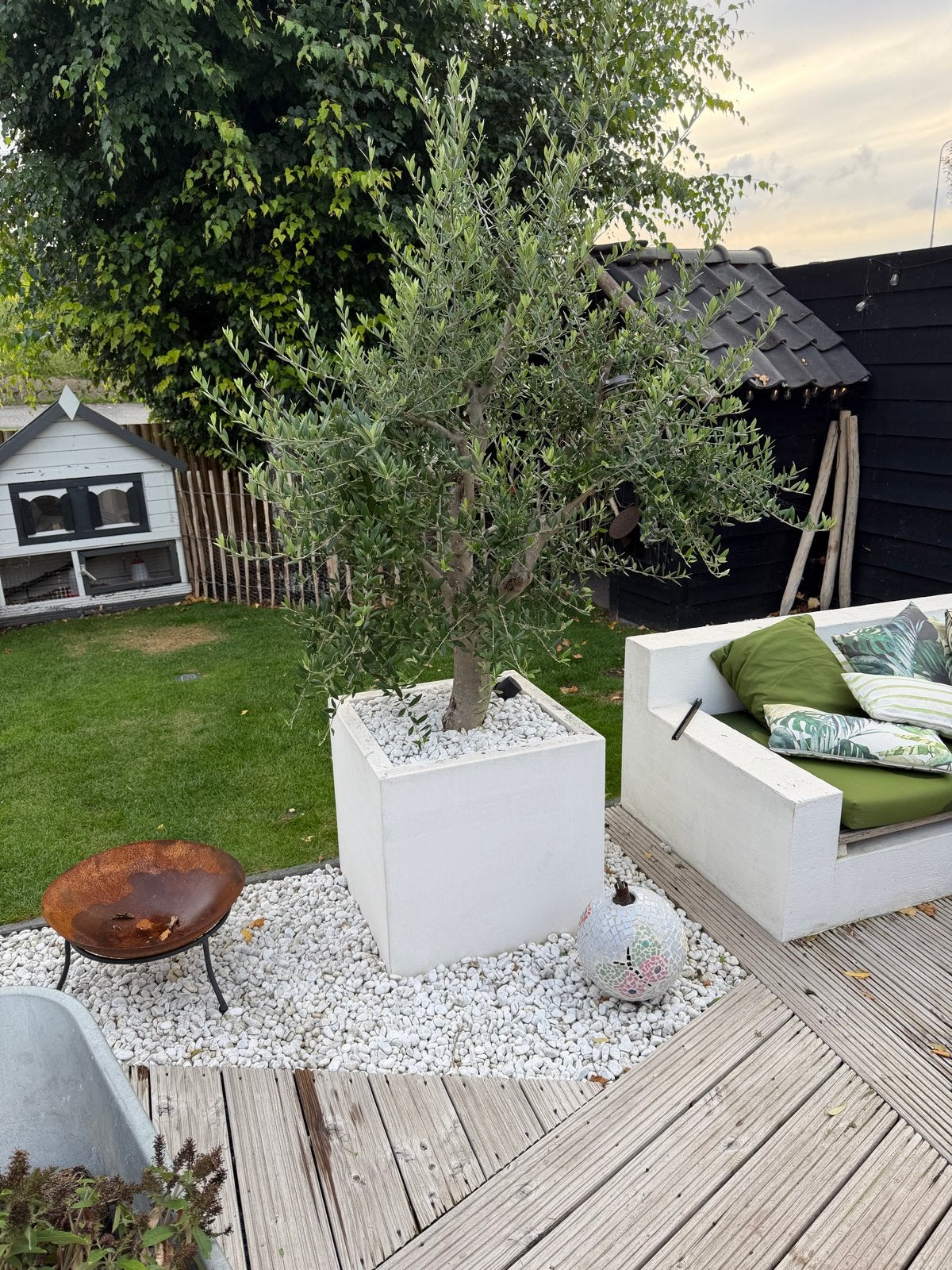 Grote olijfboom in pot, 2 stuks +/- 180cm hoog, Tuin en Terras, Volle zon, Vaste plant, Bloeit niet, Ophalen