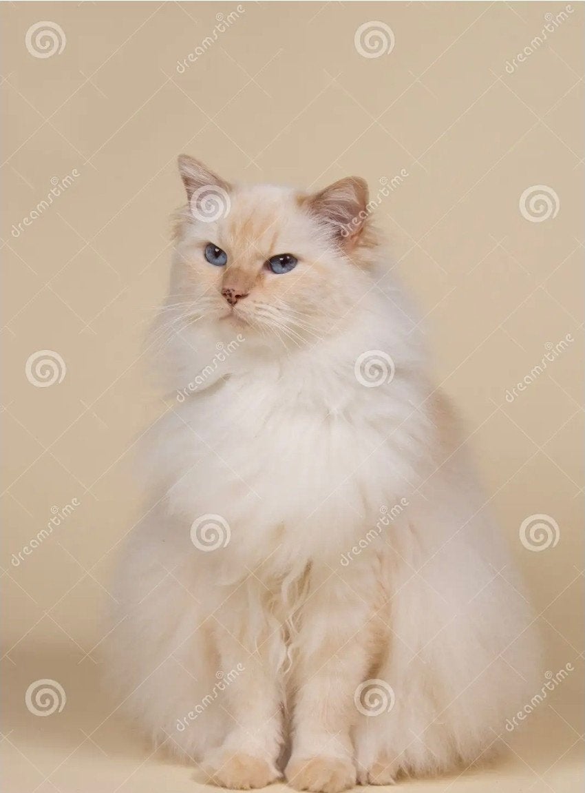 Ragdoll  dekkater gezocht, Dieren en Toebehoren