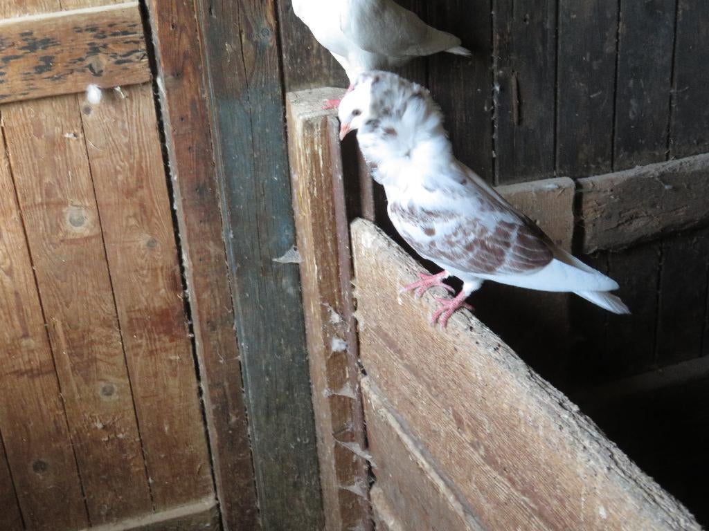 2 bonte getijgerd oud hollandse capucijnen sierduiven, Meerdere dieren, Overige soorten