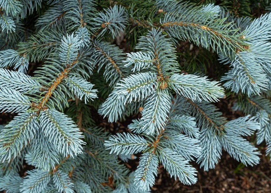 Blauwe spar (Colorado Blue Spruce) | blauwspar OP = OP, Tuin en Terras, Planten | Bomen, Bloeit niet, Overige soorten, 400 cm of meer