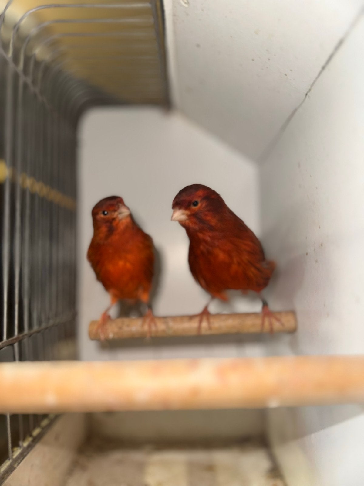 Agaat Rood Mozaïek kanaries., Dieren en Toebehoren