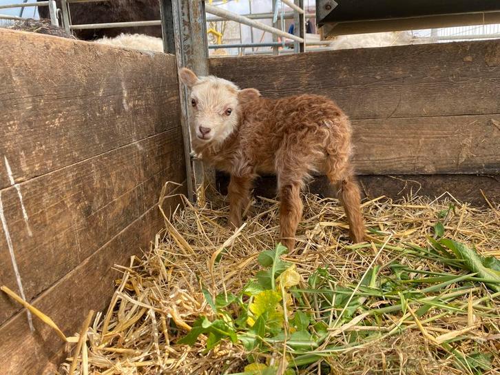 Ouessant lam tekoop, Dieren en Toebehoren, Mannelijk, Schaap, 0 tot 2 jaar