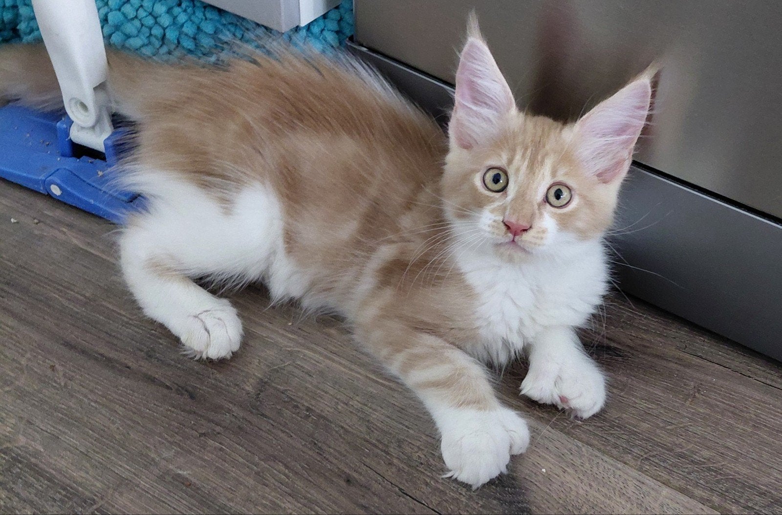 Maine Coon kitten met Stamboom, Kater, Met stamboom, 0 tot 2 jaar